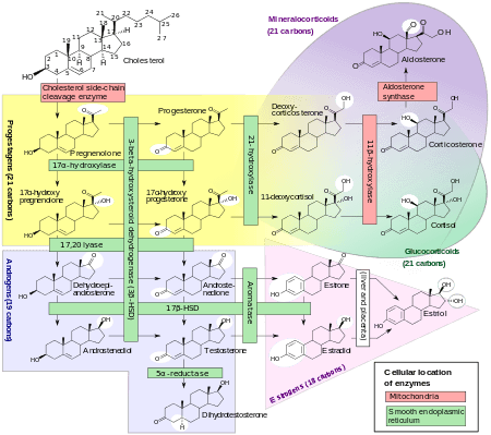 Steroidogenesis